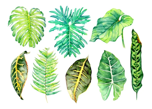 Suluboya çiçek illüstrasyon. İzole kompozisyon. Tropikal 