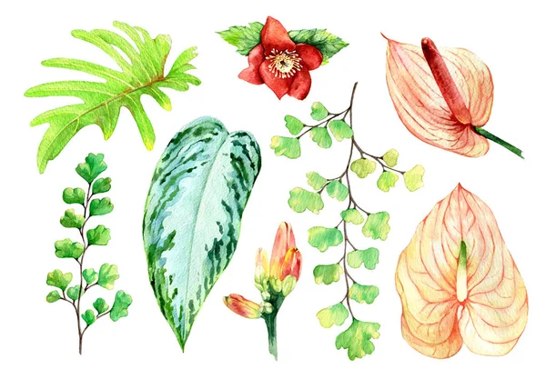 Aquarell Blumen Illustration. isolierte Zusammensetzung. tropisch — Stockfoto