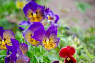 Renkli İbne Bahçesi Aşk Perfeito