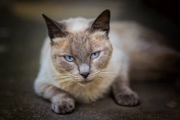 Портрет Сиамской Кошки Лежит Полу — стоковое фото