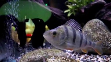 Temiz tank su iki balıkların grubu. Bir kabarcıklar var. Bas zekâ siyah çizgili onlar.