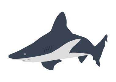 Büyük beyaz köpekbalığı beyaz arka plan üzerinde izole Illustration. Vektörü olduğu.