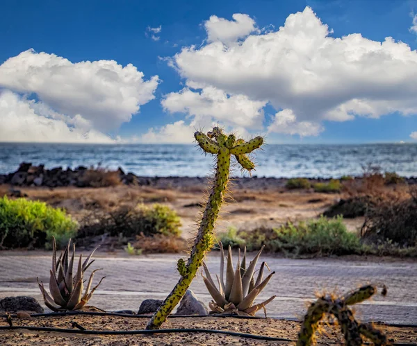 Vacker Grön Cactus Stranden Med Turkosa Havet Vatten Fuerteventura Canary — Stockfoto