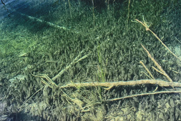 普利特维采湖清水的水下照片 有树木和草 它坐落在克罗地亚 — 图库照片