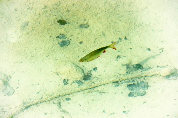 明確な水プリトビチェ湖群 クロアチアの魚します それは国立公園です — ストック写真