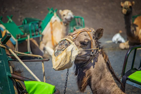 O retrato da cabeça de camelos, Lanzarote, Ilhas Canárias, Espanha — Fotografia de Stock