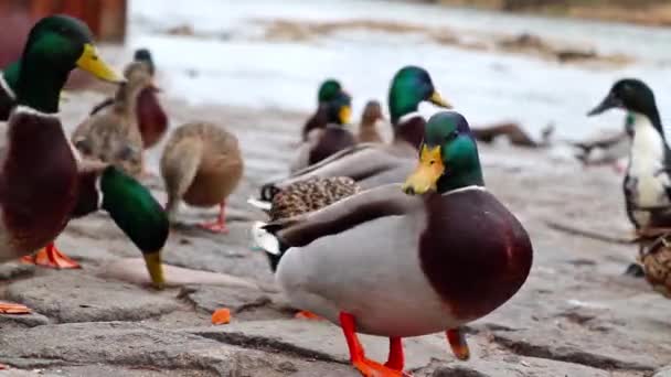 Eine Gruppe Männlicher Stockenten Frisst Einem Fluss Jemand Füttert Sie — Stockvideo