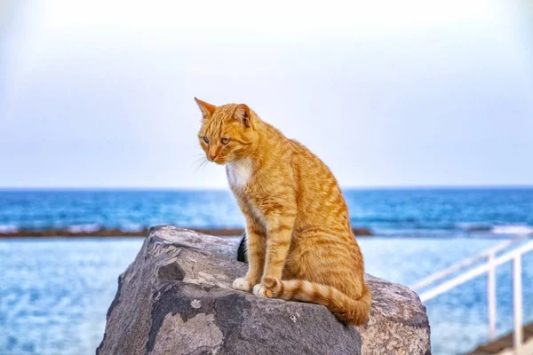 Kırmızı kedi taş sahilde oturuyor. Mavi gökyüzü ve okyanus su arka planda olduğunu.