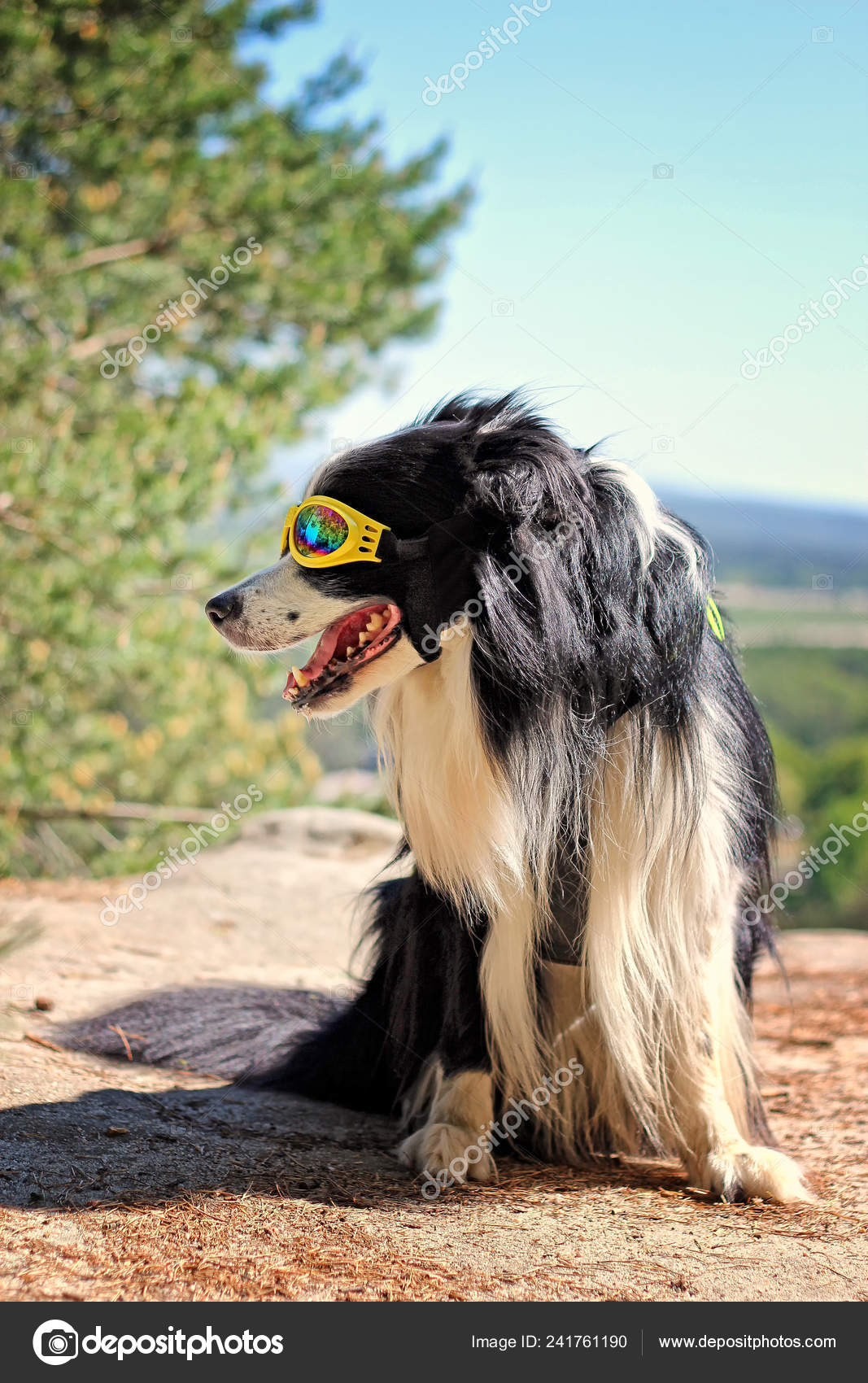 Black White Dog Border Collie Yellow Sunglasses Hill National Park