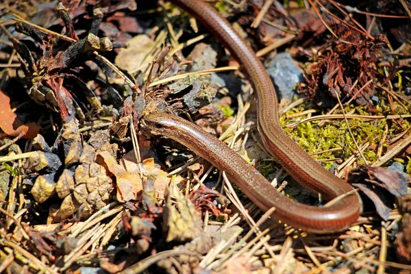 Brown slow-worm blinds in the forest. Portrait of snake in national park Kokorinsko in Czech republic.
