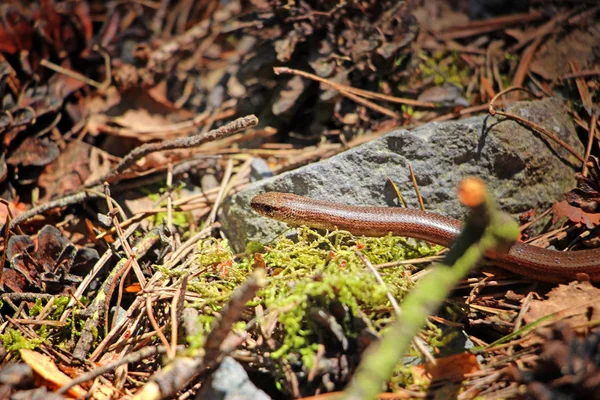 Brown slow-worm blinds in the forest. Portrait of snake in national park Kokorinsko in Czech republic.