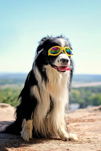 Czarno Biały Pies Border Collie Żółte Okulary Wzgórzu Parku Narodowym — Zdjęcie stockowe