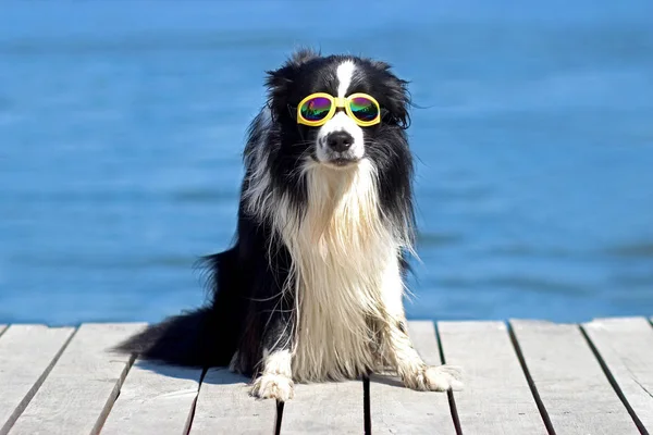 Pies Pozowanie Siedzi Molo Nad Wodą Okulary Tam Jest Niebieski — Zdjęcie stockowe