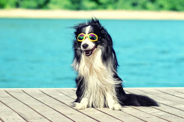 Poz ve güneş gözlüğü suyla iskelede oturup köpek. Mavi su ve güneşli bir gün.