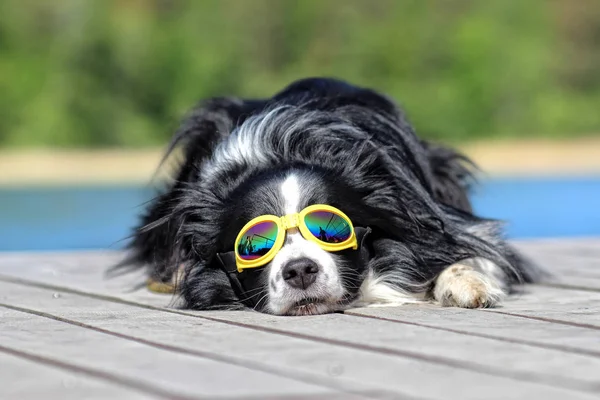 Poz ve su iskelede güneş gözlüğü ile yatan bir köpek. Mavi su ve güneşli bir gün.