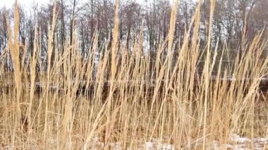 Ağır çekim Kuru Çim nerede kar yağıyor. Soğuk ve kar her yerde.