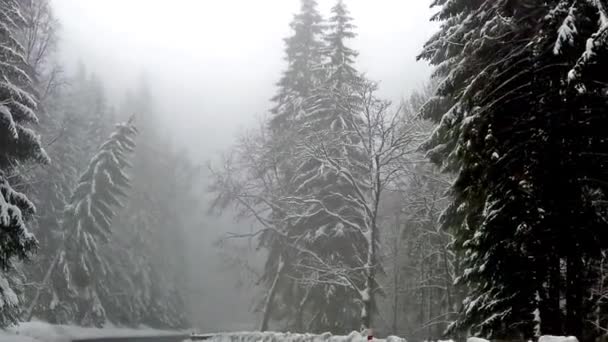 Vista Rallentatore Dalla Macchina Sulla Strada Tra Alberi Innevati Video — Video Stock