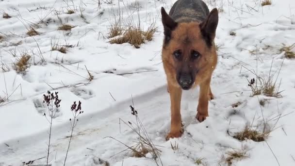 Bir Sopayla Karda Oynayan Köpek Ağır Çekim Görüntüleri Orada Kış — Stok video