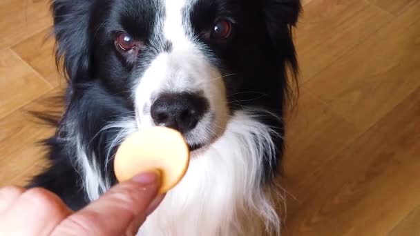 Perro comiendo y tomando el dulce perro galleta, bizcocho . — Vídeo de stock