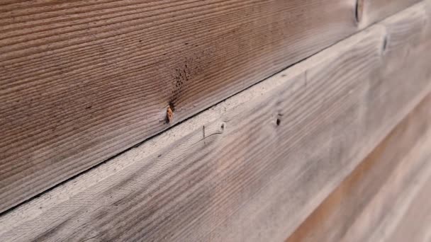 Slow Motion View Old Wooden Door Fence — Stock Video