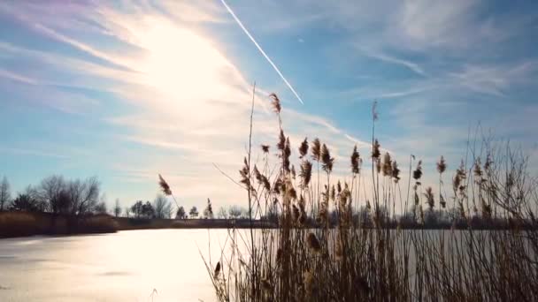 Vidéo Roseau Séché Sur Lac Gelé Est Hiver Ciel Bleu — Video
