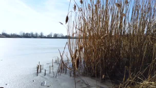 凍った湖の乾燥された葦の 冬時間です バック グラウンドで青い空があります — ストック動画