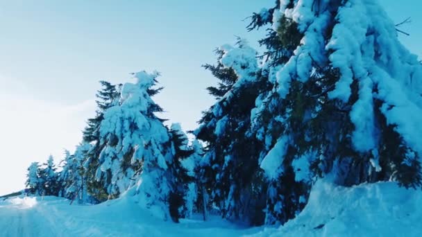 Bäume Mit Viel Schnee Winter Den Tschechischen Bergen Liegt Erzgebirge — Stockvideo