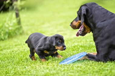 Köpek yavrusu annesi ile oynuyor. O siyah ve kahverengi doberman ve o bahçe veya park. Arka plan yeşil çim nedir.