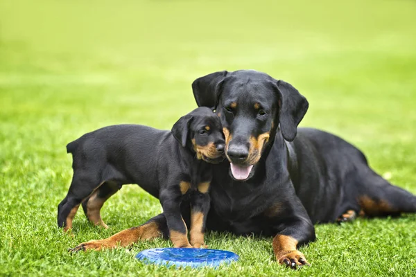 Köpek yavrusu annesi ile oynuyor. O siyah ve kahverengi doberman ve o bahçe veya park. Arka plan yeşil çim nedir.