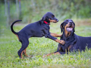 Köpek yavrusu annesi ile oynuyor. O siyah ve kahverengi doberman doğurmak ve o bahçe veya park. Arka plan yeşil çim olduğunu. O Kırmızı yakalı vardır.