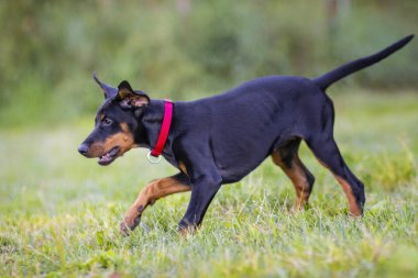 Köpek yavrusu üzerinde yeşil bir bahçe oynuyor. Pembe Yaka ile bir kızdır. O siyah ve kahverengi doberman soyu tükeniyor.