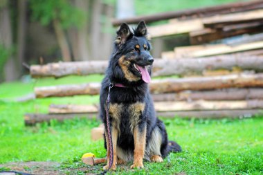 Oturma köpek portresi. Belgili tanımlık doğurmak bohem çobanımdır. O açık ağzı ve pembe bir dili vardır.