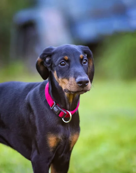 Retrato Dianteiro Cachorrinho Cão Uma Menina Com Colarinho Rosa Ela — Fotografia de Stock