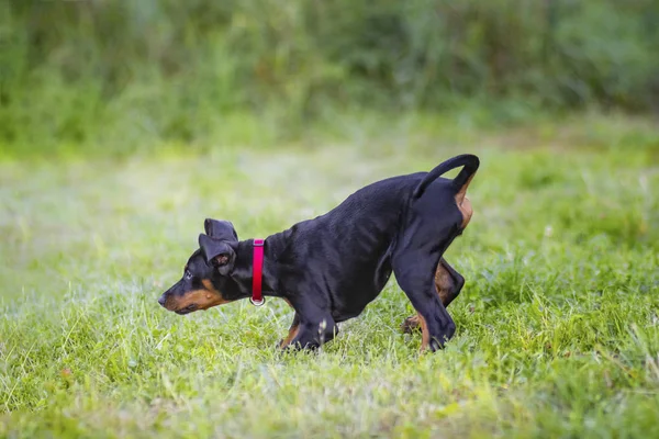 犬の子犬は緑豊かな庭園で遊んでいます ピンクの首輪を持つ少女です 彼女は黒と茶色のドーベルマン犬種です — ストック写真
