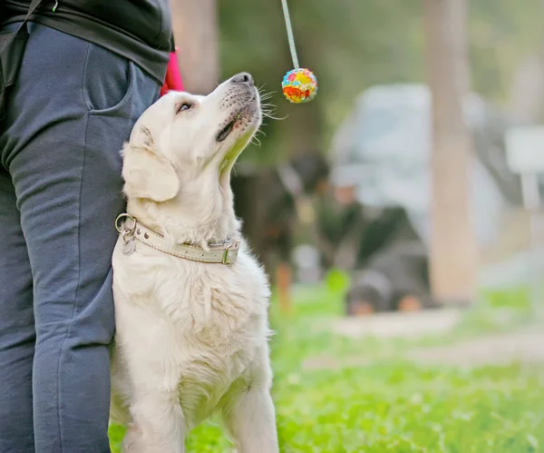 The dog looks closely at the colorful ball he has before his eyes. It's a game and a hurry training with his master. The breed is Golden retriever. Behind it is a blurred background.