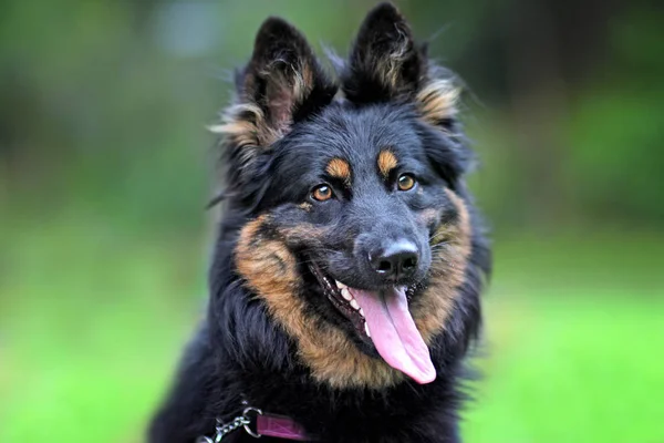 Portret Szefa Chodsky Pes Zielonym Tle Otwarte Usta Różowy Język — Zdjęcie stockowe