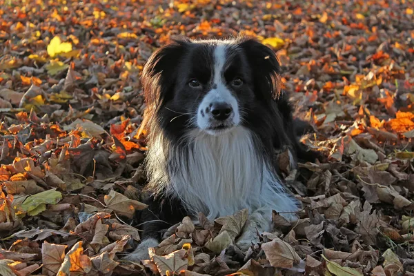 Portrait Dog Lying Fall Colored Leaves Autumn Breed Black White — Stock Photo, Image