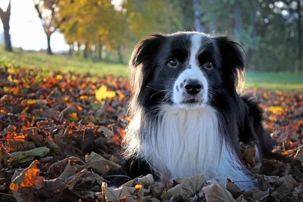 Sonbahar renkli yalan bir köpek portresi sonbaharda yaprakları. Uzun saçlı siyah beyaz kenar kömür ocağı türdür.