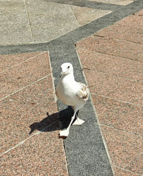 Albatross Lopen Weg Haven Pula Kroatië Zijn Zonnige Dag — Stockfoto