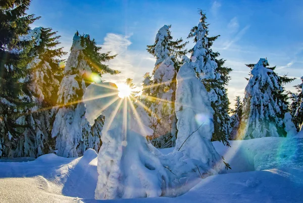 Piękny Wschód Słońca Górach Czeskich Słońce Świeci Przez Drzewa Pokryte — Zdjęcie stockowe