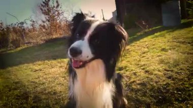 4 k köpek video ve trenler onun sahibi ile pençe tokat ve el gün batımında.