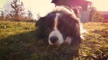 Günbatımında kurtçukları yalan şirin bir köpek bir görünümünü 4 k video.