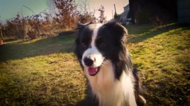 4 k köpek video ve trenler onun sahibi ile pençe tokat ve el gün batımında.