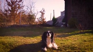 Sınır Collie köpekler yavaş hareket atlar ve sunet bahçede tenis topu yakalar.