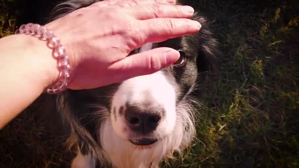 Movimiento lento de la mano del hombre acaricia al perro en su cabeza al atardecer en el jardín . — Vídeos de Stock