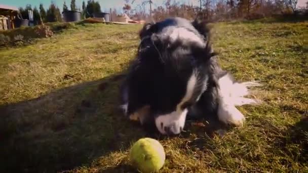 4K video del perro cavando en el jardín al atardecer . — Vídeo de stock