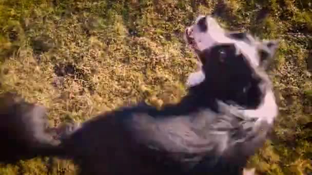 Vidéo 4K du chien tourne autour. Le chien joue et tourne en cercle au coucher du soleil sur le jardin 