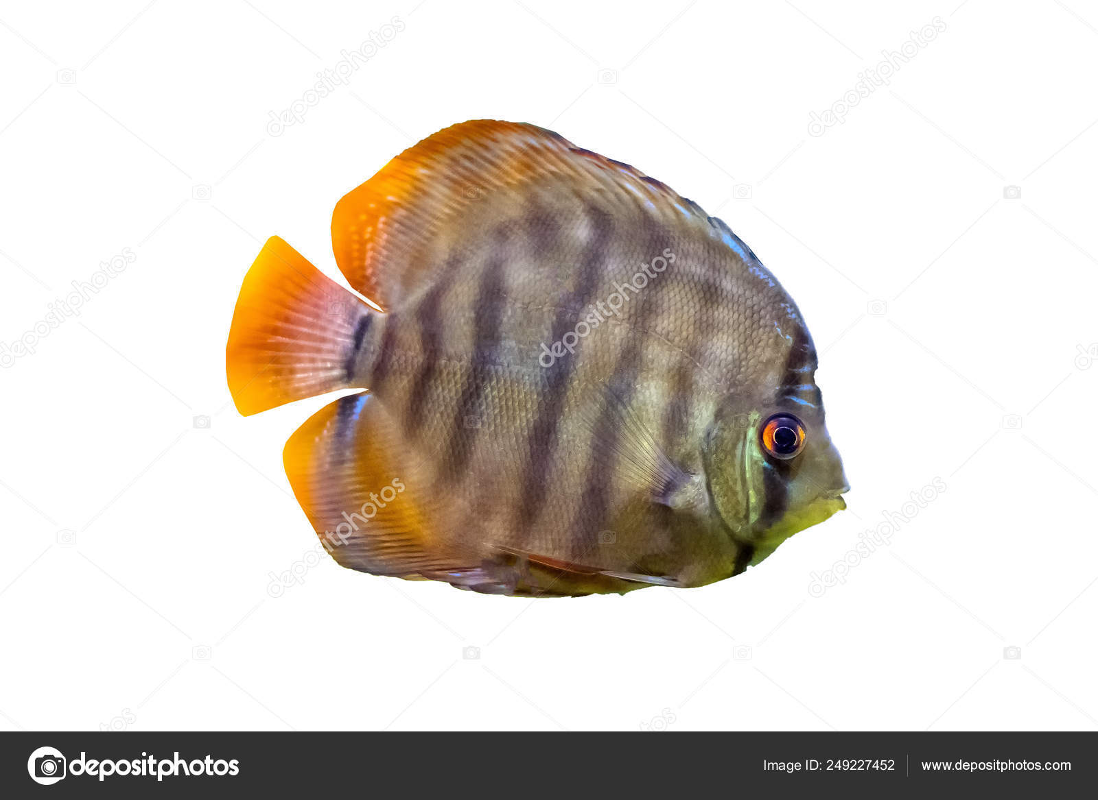 Symphysodon Known As Discus Is A Genus Of Cichlids Native To The Amazon River Basin In South America Stock Photo By C Wynian Symphysodon Known As Discus Is A Genus Of Cichlids Native To The Amazon River Basin In South America Stock Photo By C Wynian