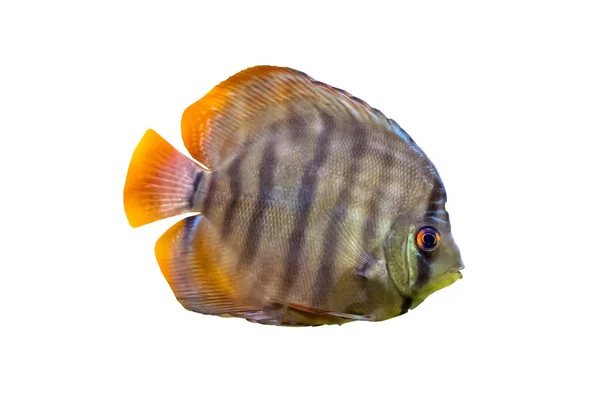 Symphysodon Discus bilinen, çiklitleri Güney Amerika'da Amazon Nehri Havzası için yerel bir cinsidir.