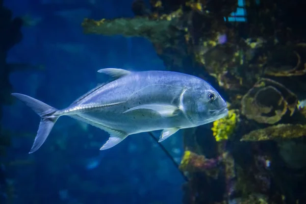 Snubnose Pompano - Trachinotus Blochii jsou v tropických vodách oceánu. — Stock fotografie